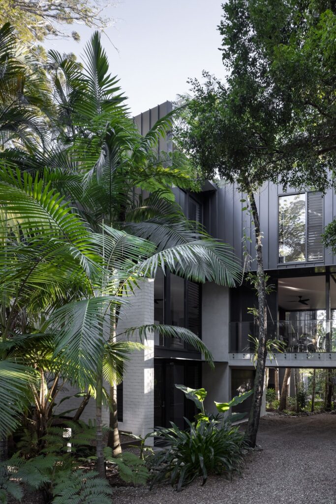 Raintree – Peaking Through The Canopy
